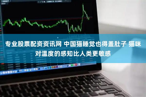 专业股票配资资讯网 中国猫睡觉也得盖肚子 猫咪对温度的感知比人类更敏感